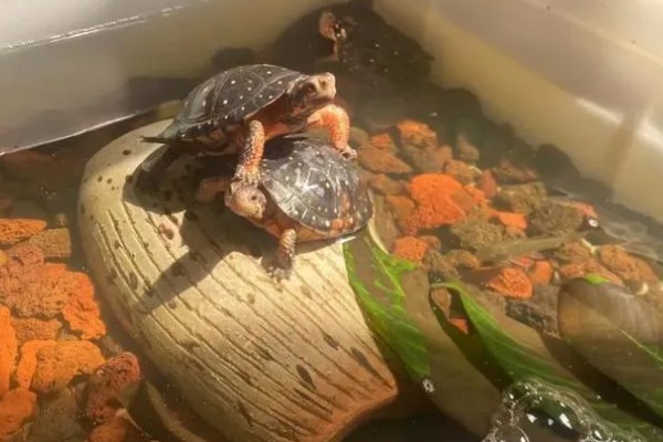 乌龟能不能吃面包，切碎后便可饲喂