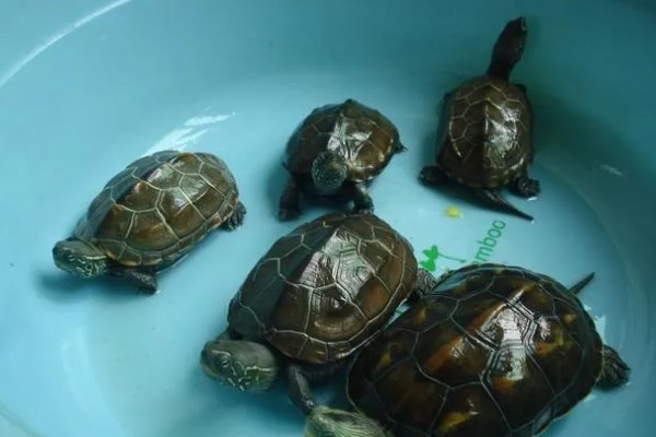 乌龟能不能吃面包，切碎后便可饲喂