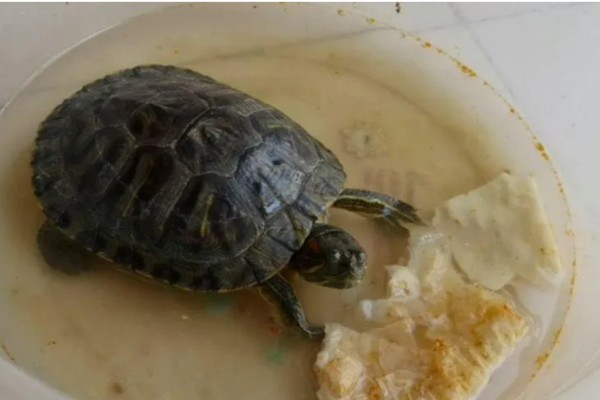 乌龟能不能吃面包，切碎后便可饲喂