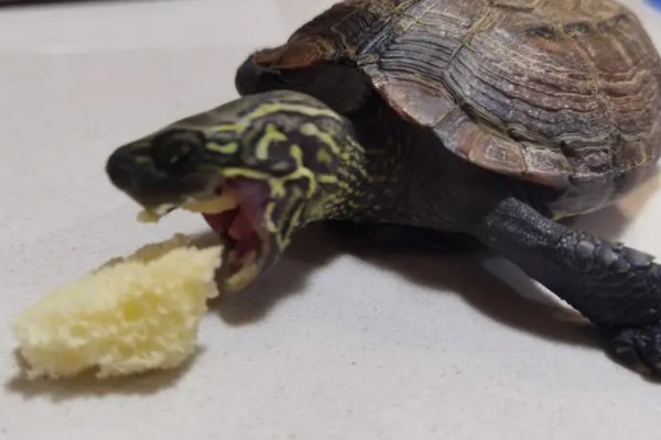 乌龟能不能吃面包，切碎后便可饲喂