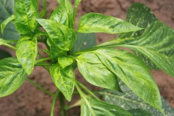 为什么会发生辣椒病毒病，是一种由各种病毒引发的病害