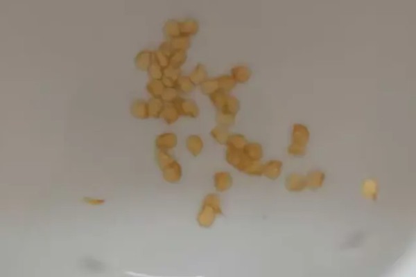 为什么会发生辣椒病毒病，是一种由各种病毒引发的病害