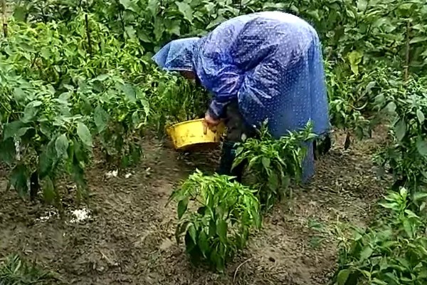 为什么会发生辣椒病毒病，是一种由各种病毒引发的病害