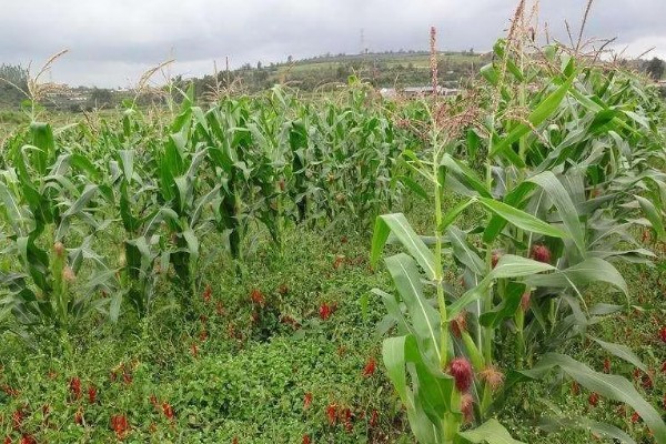 为什么会发生辣椒病毒病，是一种由各种病毒引发的病害