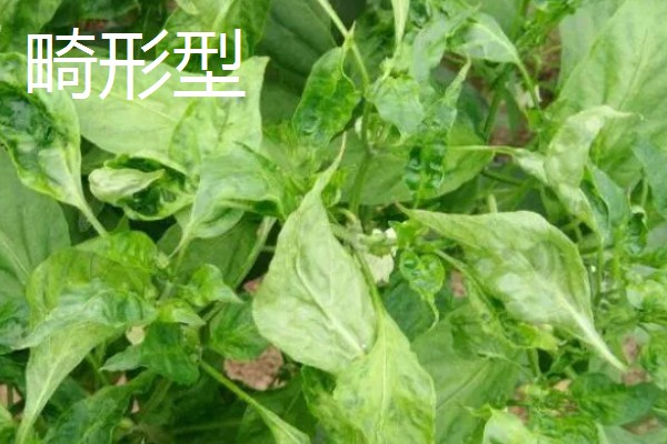 为什么会发生辣椒病毒病，是一种由各种病毒引发的病害