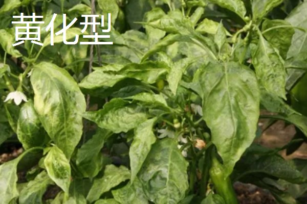 为什么会发生辣椒病毒病，是一种由各种病毒引发的病害