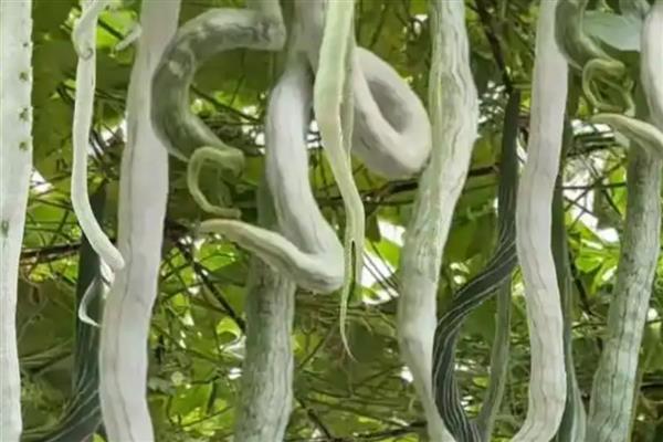 蛇豆能不能用冰箱保存,可以冷藏也能冷冻