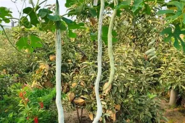 蛇豆能不能用冰箱保存,可以冷藏也能冷冻