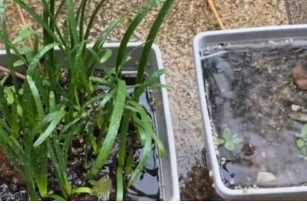 盆栽葱为什么总是烂根，可能是通风过少所致