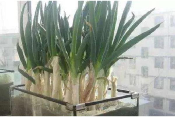 盆栽葱为什么总是烂根，可能是通风过少所致