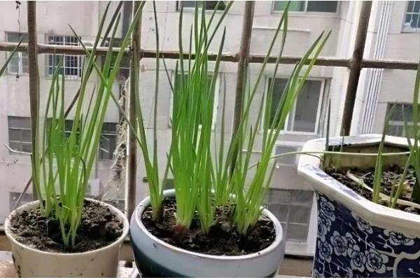 盆栽葱为什么总是烂根，可能是通风过少所致