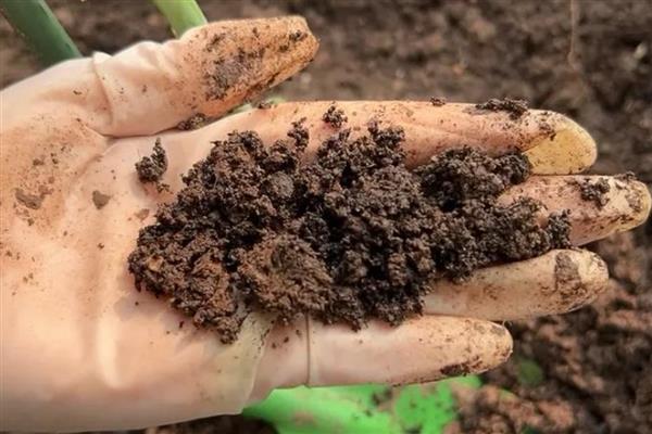 如何养殖鸳鸯茉莉，每隔3天浇一次水