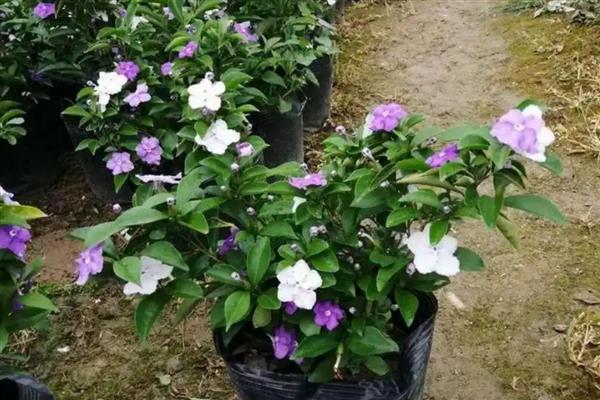 如何养殖鸳鸯茉莉，每隔3天浇一次水