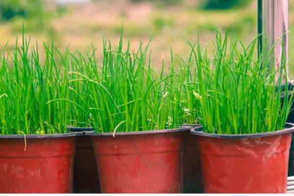 盆栽葱为什么总是烂根，可能是通风过少所致