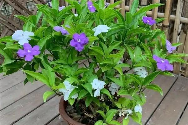 如何养殖鸳鸯茉莉，每隔3天浇一次水