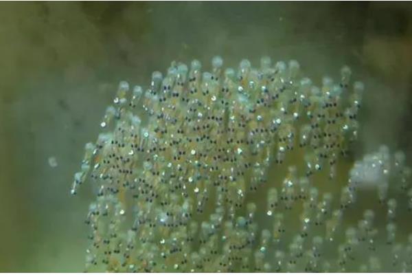 鱼卵的外观，一般呈圆球状