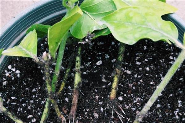 如何养殖鸳鸯茉莉，每隔3天浇一次水