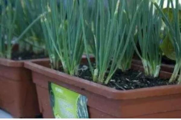 盆栽葱为什么总是烂根，可能是通风过少所致