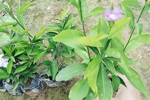 如何养殖鸳鸯茉莉，每隔3天浇一次水