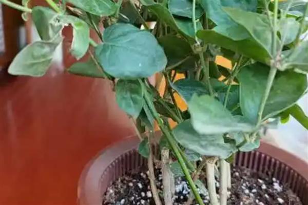 如何养殖鸳鸯茉莉，每隔3天浇一次水