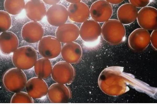 鱼卵的外观，一般呈圆球状