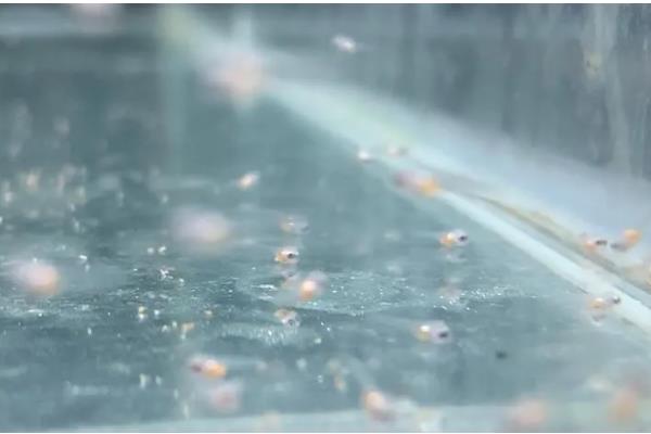 鱼卵的外观，一般呈圆球状