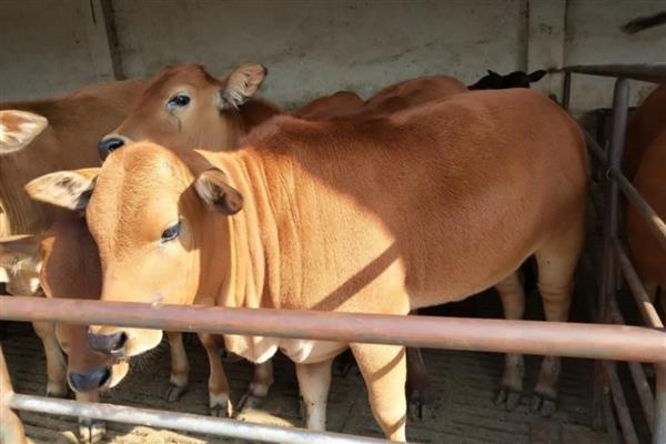 改良黄牛一年可以长几斤，一般能达到300-400斤左右