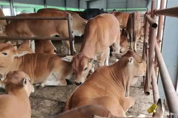 改良黄牛一年可以长几斤，一般能达到300-400斤左右