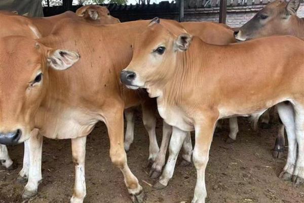 改良黄牛一年可以长几斤，一般能达到300-400斤左右