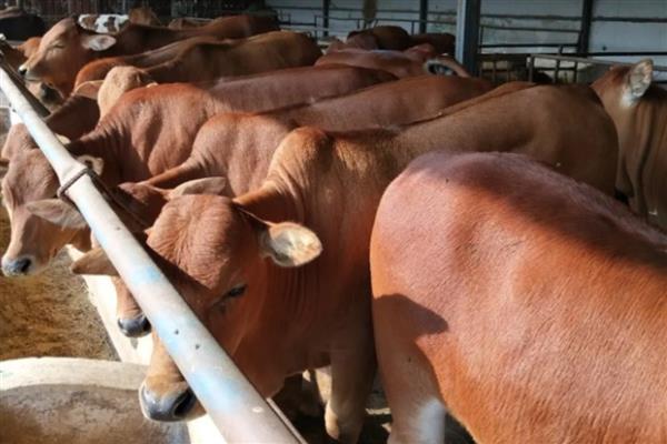 改良黄牛一年可以长几斤，一般能达到300-400斤左右