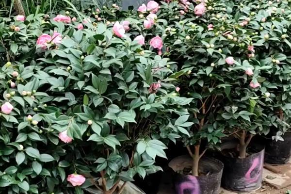 茶花耐不耐寒，茶花耐寒