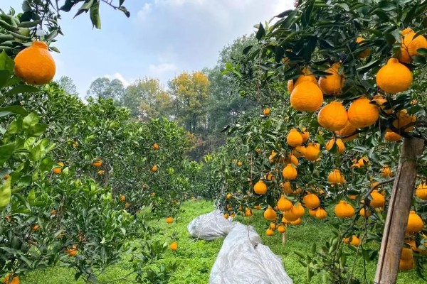 耙耙柑的产地，在我国主产于四川、湖南等省份