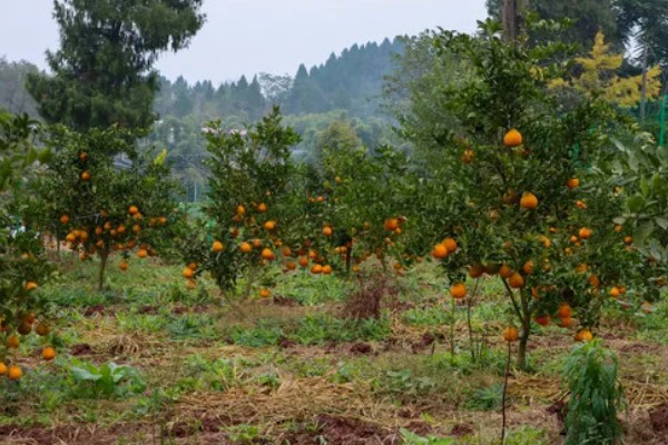耙耙柑的产地，在我国主产于四川、湖南等省份