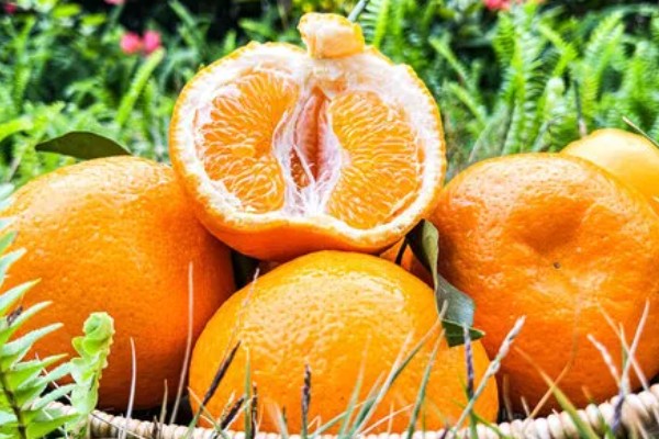 耙耙柑的产地，在我国主产于四川、湖南等省份