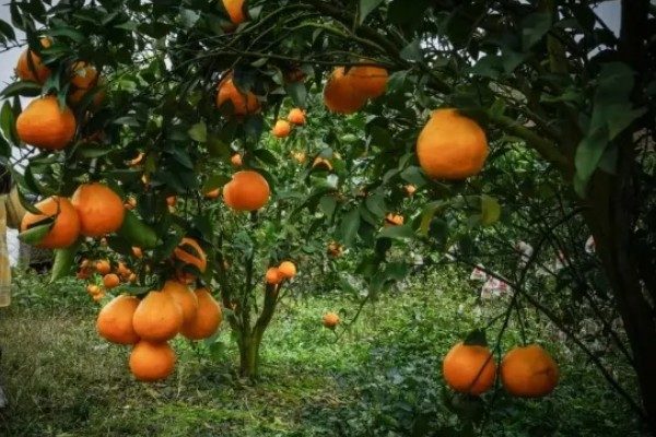 耙耙柑的产地，在我国主产于四川、湖南等省份