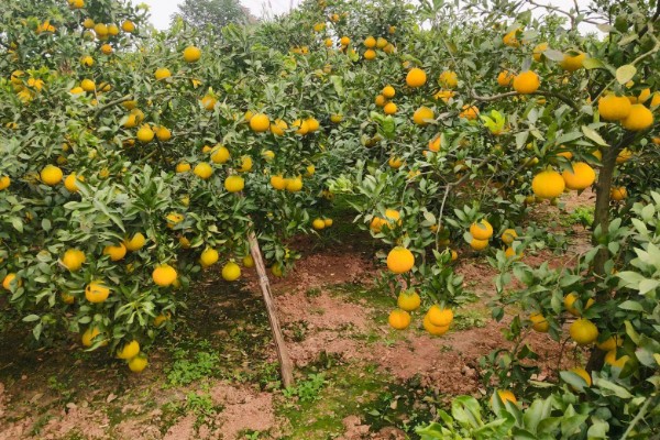 耙耙柑的产地，在我国主产于四川、湖南等省份