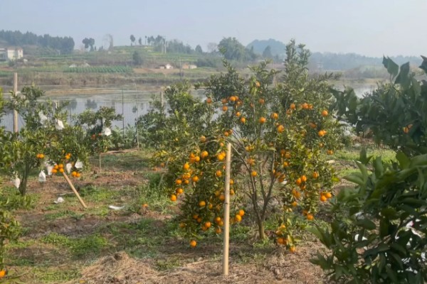 耙耙柑的产地，在我国主产于四川、湖南等省份