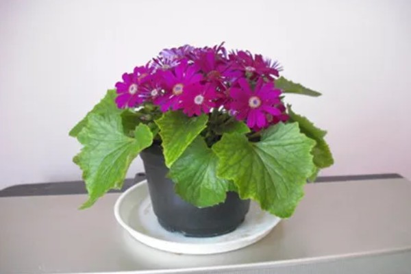 瓜叶菊怎么养殖,现蕾期追施1-2次磷钾肥