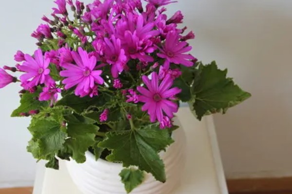 瓜叶菊怎么养殖,现蕾期追施1-2次磷钾肥