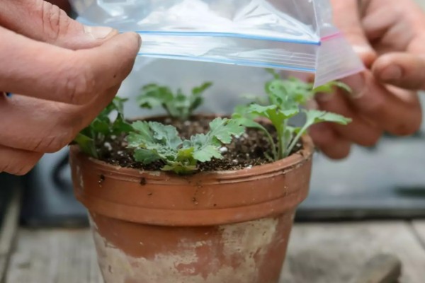 瓜叶菊怎么养殖,现蕾期追施1-2次磷钾肥