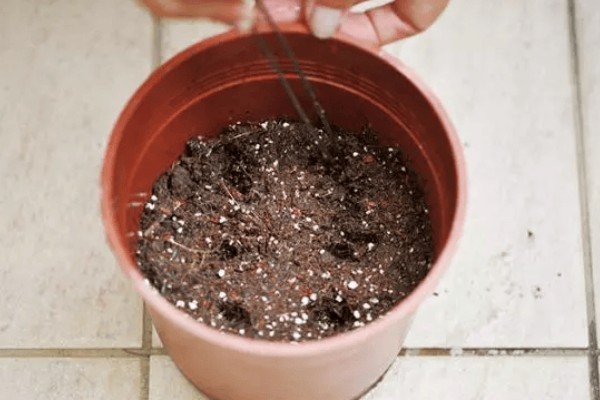 瓜叶菊怎么养殖,现蕾期追施1-2次磷钾肥