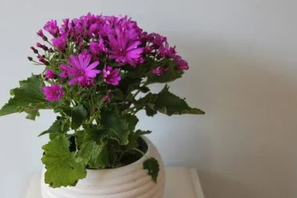 瓜叶菊怎么养殖,现蕾期追施1-2次磷钾肥