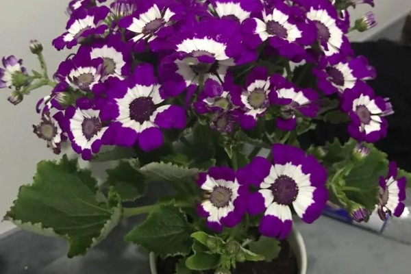 瓜叶菊怎么养殖,现蕾期追施1-2次磷钾肥