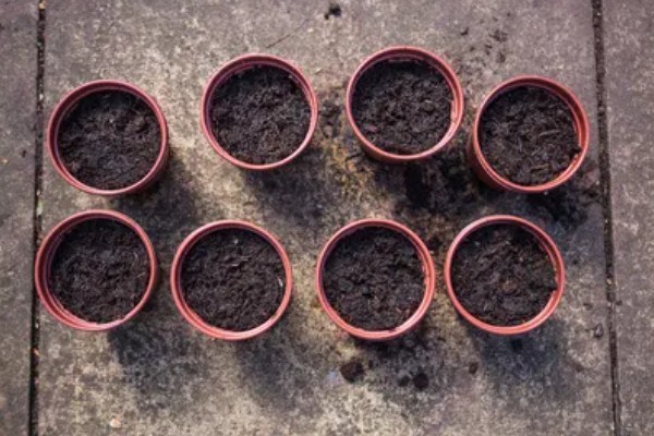 瓜叶菊怎么养殖,现蕾期追施1-2次磷钾肥