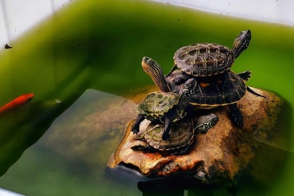 乌龟受冻后能否成活，长时间受冻会死亡