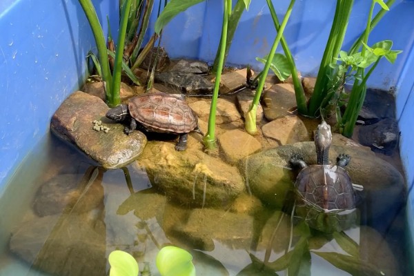 乌龟受冻后能否成活，长时间受冻会死亡