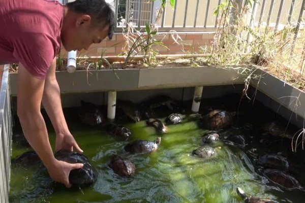 乌龟受冻后能否成活，长时间受冻会死亡