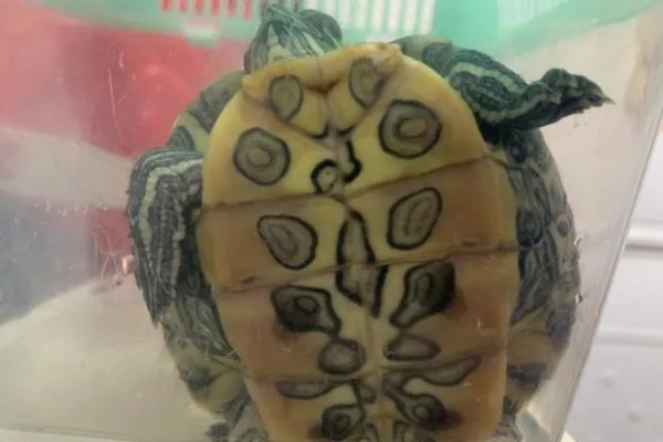 乌龟受冻后能否成活，长时间受冻会死亡