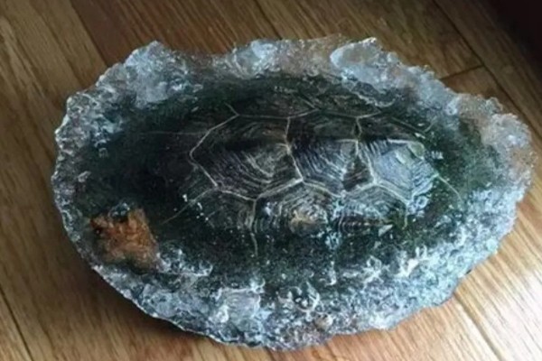 乌龟受冻后能否成活，长时间受冻会死亡