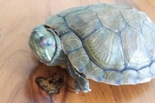 乌龟受冻后能否成活，长时间受冻会死亡